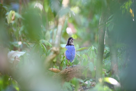Giant pitta Hydrornis caeruleus male in Borneoの写真素材