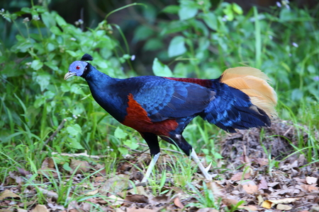 Crested fireback Lophura ignita in Borneo