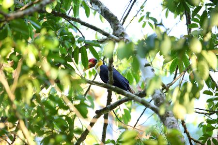 Wrinkled Hornbill Aceros corrugatus in Borneo