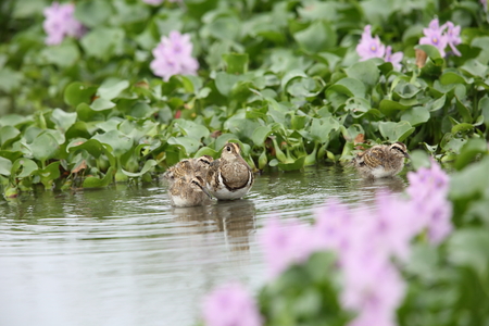 Greater painted snipe Rostratula benghalensis in Japanの写真素材