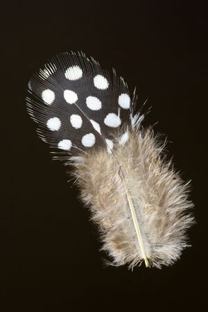 Feather of Helmeted Guineafowl Numida meleagrisの写真素材