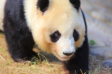 Giant panda Ailuropoda melanoleucaの写真素材