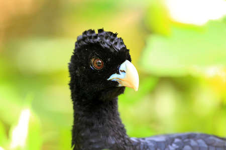 Albert's curassow Crax albertiの写真素材