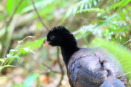 Albert's curassow Crax albertiの写真素材