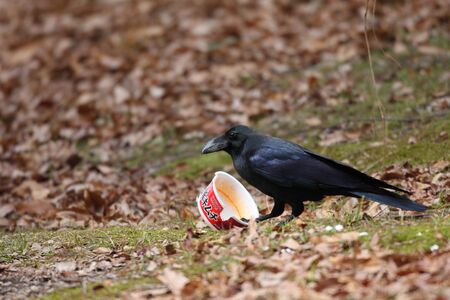 Large-Billed Crow Corvus macrorhynchos in Japanの写真素材