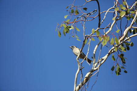 Masked Woodswallow Artamus personatus in Australiaの写真素材