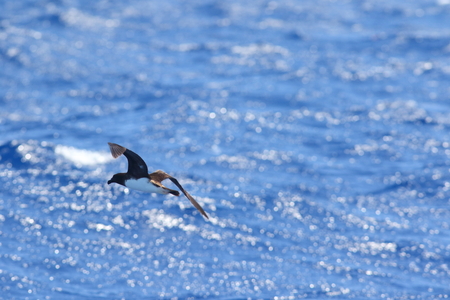 Tahiti Petrel Pseudobulweria rostrata in Australiaの写真素材