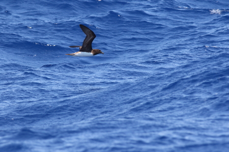 Tahiti Petrel Pseudobulweria rostrata in Australiaの写真素材
