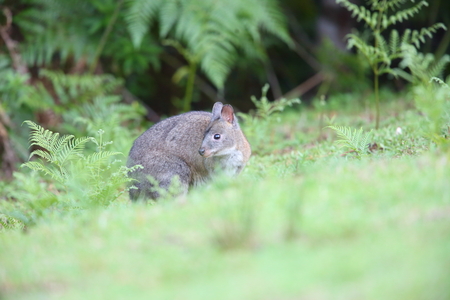Red-necked Pademelons Thylogale thetis in Lamington National Park, Australiaの写真素材