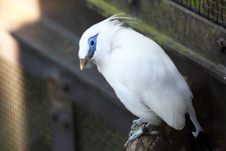 Bali myna Leucopsar rothschildi