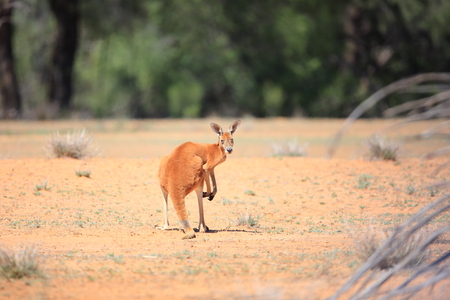 Red kangaroo (Macropus rufus) in Australiaの写真素材