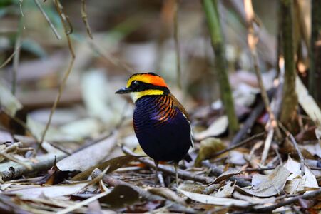 Malayan banded pitta irena Hydrornis in south Thailandの写真素材