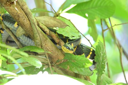 Banded Mangrove Snake Boiga dendrophila in Thailand