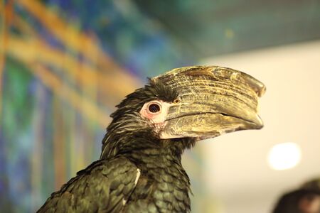 Trumpeter Hornbill (Bycanistes bucinator) close upの写真素材