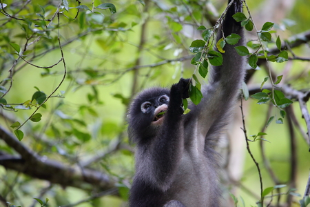 In the dusky Langur or in the Dusky Leaf Monkey (Trachypithecus obscurus) in Kaengkrachan National park, Thailandの写真素材