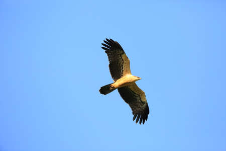 Ayres's Hawk-Eagle (Hieraaetus ayresii) in Nyungwe National Park, Rwanda