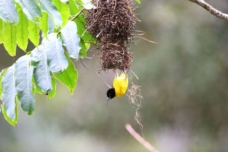 Dark-backed Weaver (Ploceus bicolor) in Nyungwe National Park, Rwandaの写真素材