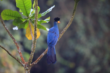 Great blue turaco (Corythaeola cristata) in Nyungwe National Park, Rwandaの写真素材