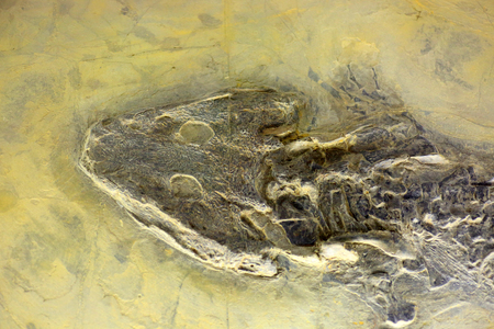 Fossil of Sclerocephalus hauseriの写真素材