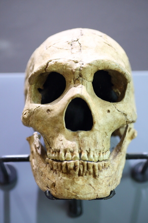 Skull of Neandertal (Homo neanderthalensis)