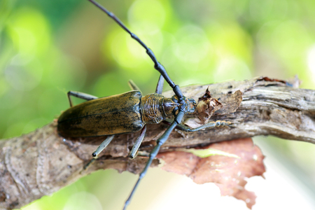 Mountain oak longhorned beetle (Massicus raddei) in Japanの写真素材