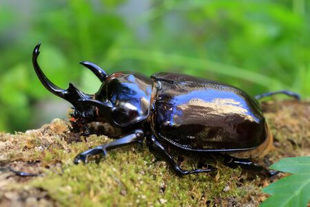 Mars elephant beetle (Megasoma mars) in Ecuadorの写真素材