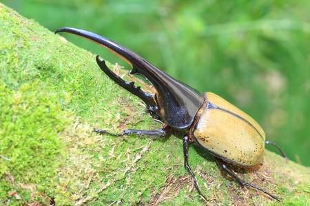 Hercules beetle (Dynastes hercules) in Ecuadorの写真素材