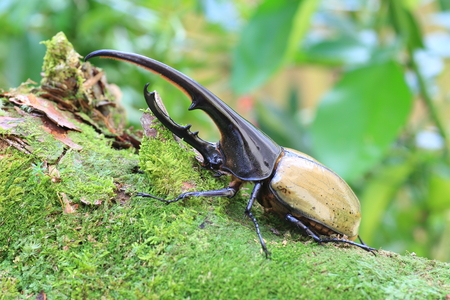 Hercules beetle (Dynastes hercules) in Ecuadorの写真素材
