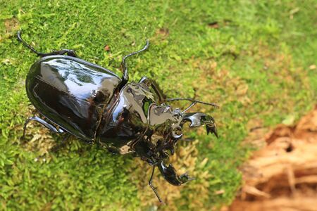 Mesotopus tarandus stag beetle in Congo, Africa