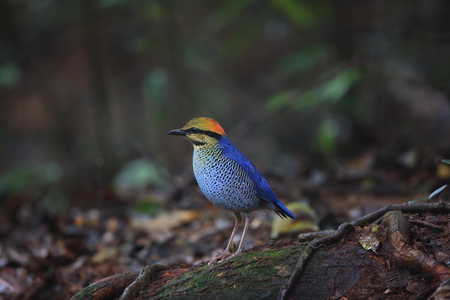 Blue pitta (Hydrornis cyaneus) male singing in Khao Yai National Park, Thailandの写真素材
