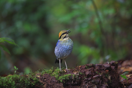 Blue pitta (Hydrornis cyaneus) male singing in Khao Yai National Park, Thailandの写真素材