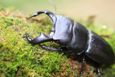 Dorcus bucephalus in Java Island, Indonesia