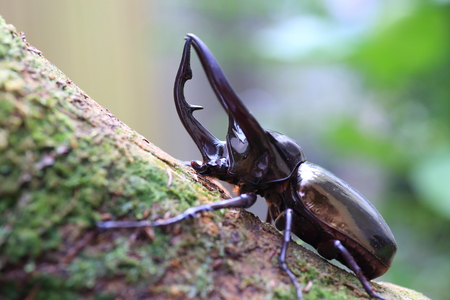 Caucasus beetle (Chalcosoma chiron) in Indonesiaの写真素材