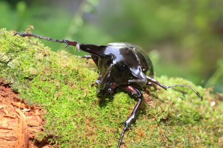 Caucasus beetle (Chalcosoma chiron) in Indonesia