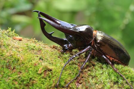 Caucasus beetle (Chalcosoma chiron) in Indonesiaの写真素材
