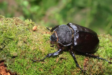 Mars elephant beetle (Megasoma mars) in Ecuadorの写真素材