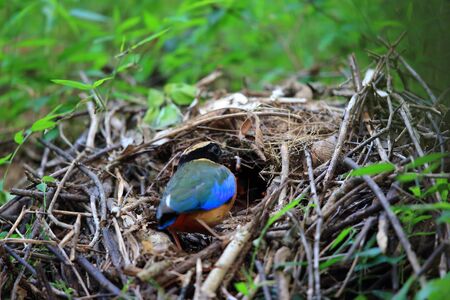 Blue-winged pitta (Pitta moluccensis) nesting in Kaengkrachan National Park, Thailandの写真素材
