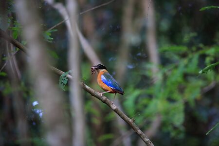 Blue-winged pitta (Pitta moluccensis) nesting in Kaengkrachan National Park, Thailandの写真素材