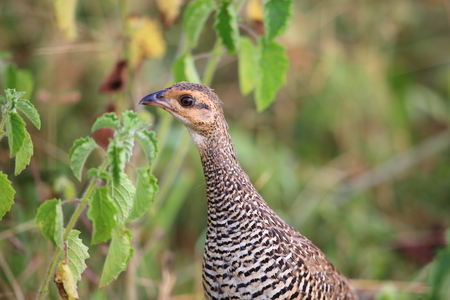 Chinese francolin (Francolinus pintadeanus) in Thailandの写真素材