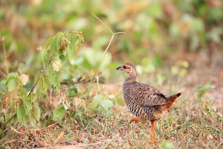 Chinese francolin (Francolinus pintadeanus) in Thailandの写真素材