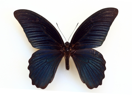 Great Mormon (Papilio memnon) specimen isolatedの写真素材