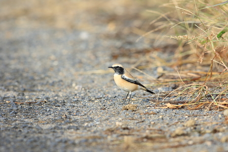 Desert Wheatear (Oenanthe deserti) male in Japan