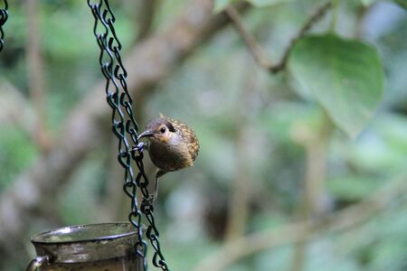 Macleay's Honeyeater (Xanthotis macleayanus) in Cairns, Australiaの写真素材