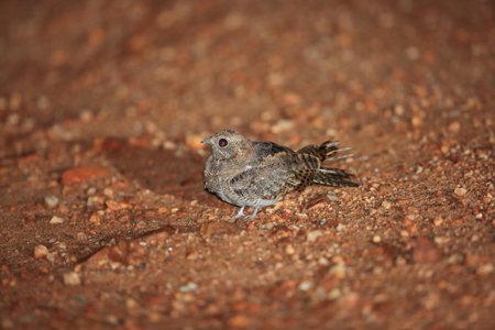 European Nightjar (Caprimulgus europaeus) in Zambiaの写真素材