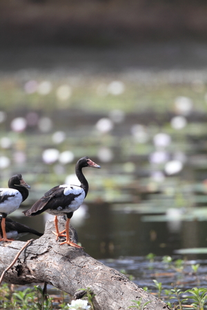 Magpie goose (Anseranas semipalmata) in Australiaの写真素材