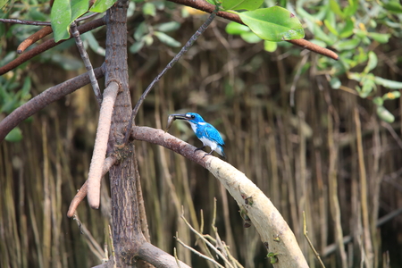 Cerulean kingfisher (Alcedo coerulescens) in Bali island, Indonesiaの写真素材