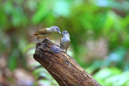 Horsfield's babbler (Malacocincla sepiaria) in Bali Barat National Park, Bali Island, Indonesiaの写真素材