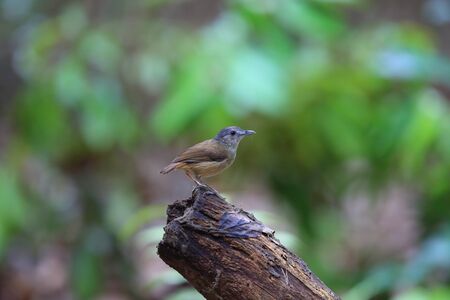 Horsfield's babbler (Malacocincla sepiaria) in Bali Barat National Park, Bali Island, Indonesiaの写真素材