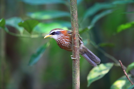 streak-breasted scimitar babbler
