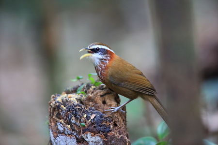 streak-breasted scimitar babblerの写真素材